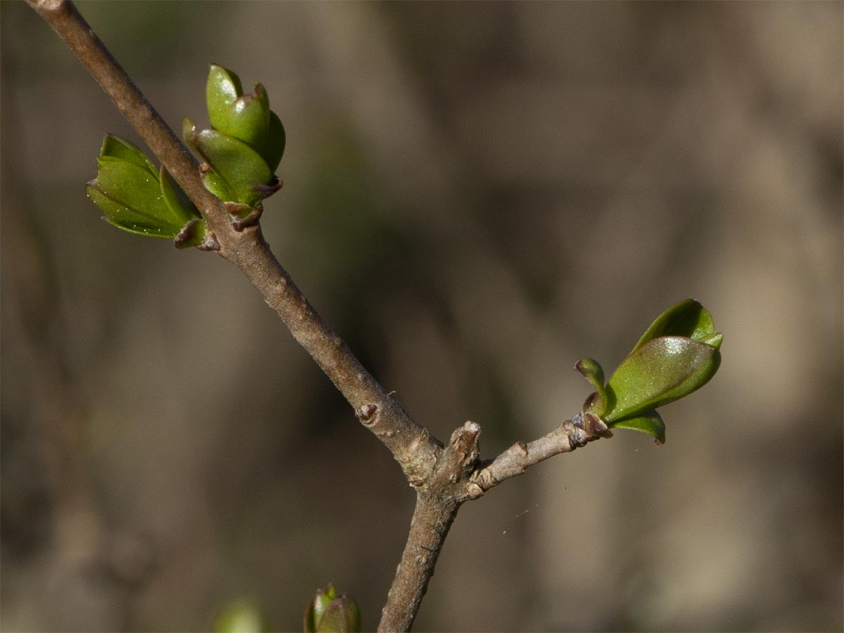 Ligustrum vulgare